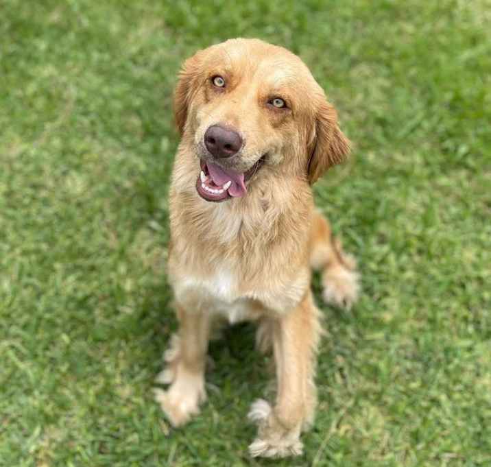 Photo of Dixie