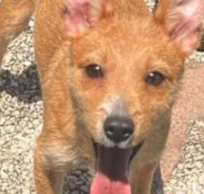 Photo of Chi mixed pups.