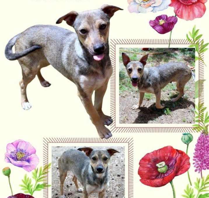 Photo of Kismet