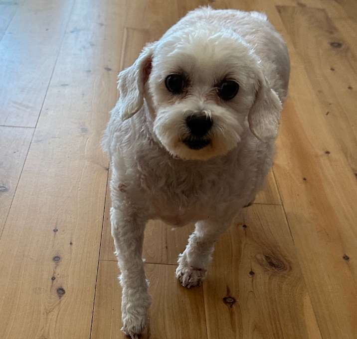 Photo of Luna