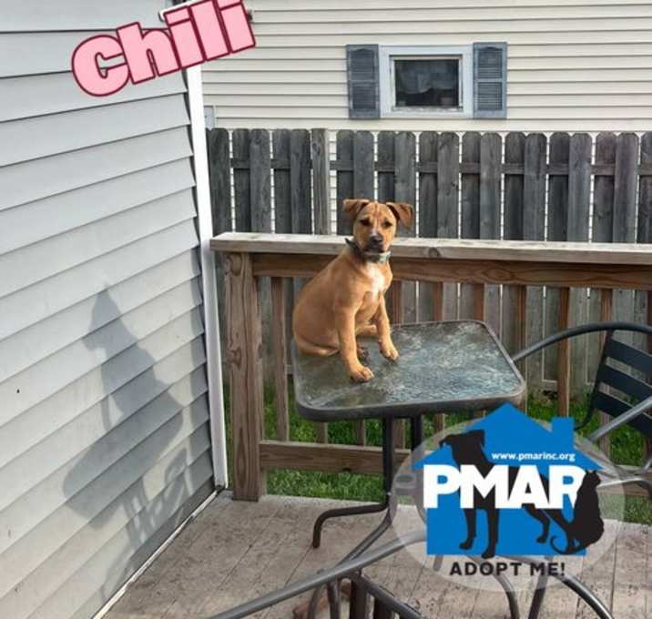 Photo of Chili