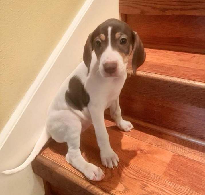 Photo of Sweetheart