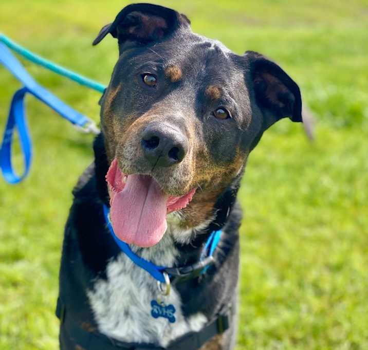 Photo of Angus
