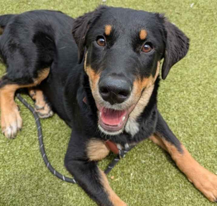 Photo of Eclair-adopted!