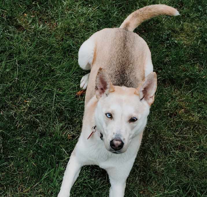 Photo of Butterscotch