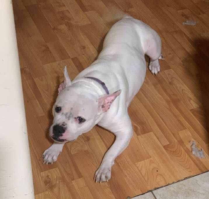Photo of Xena