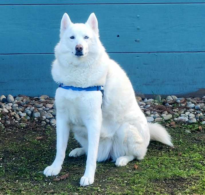 Photo of Kumo