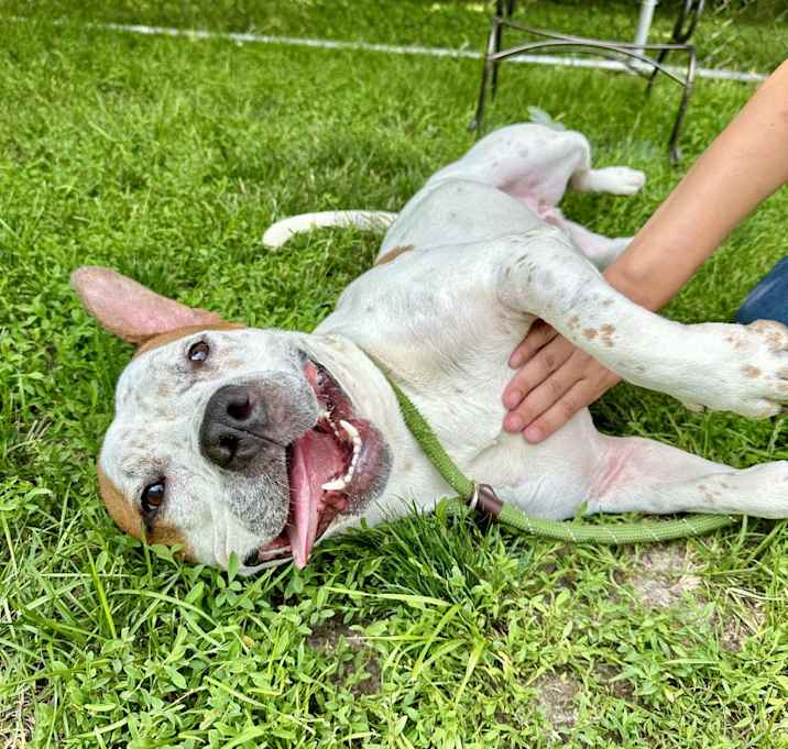 Photo of Buddy