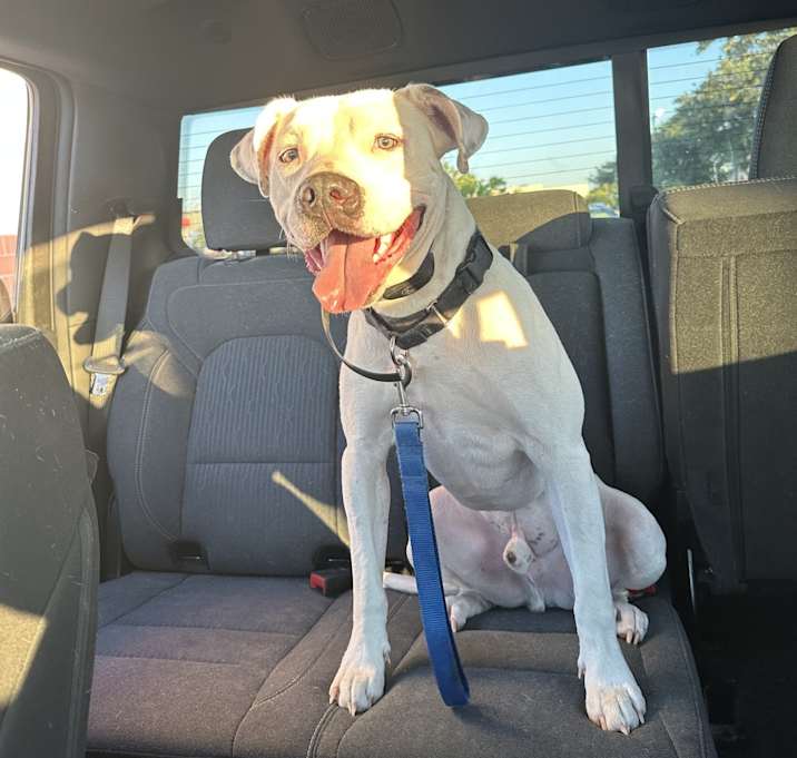 Photo of Milo