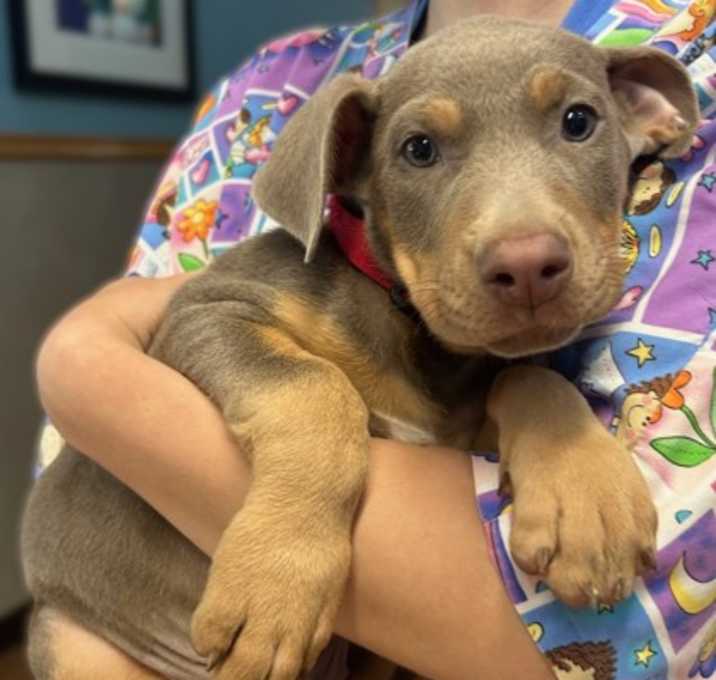 Photo of Morgan - AVAILABLE