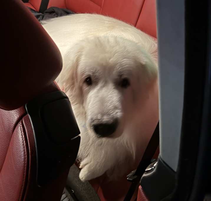 Photo of Sparkie