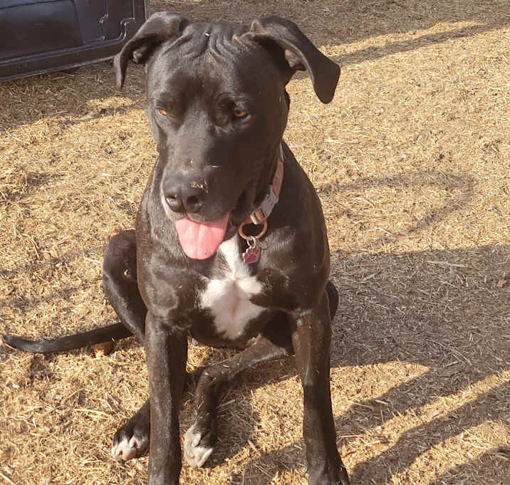 Photo of Stella