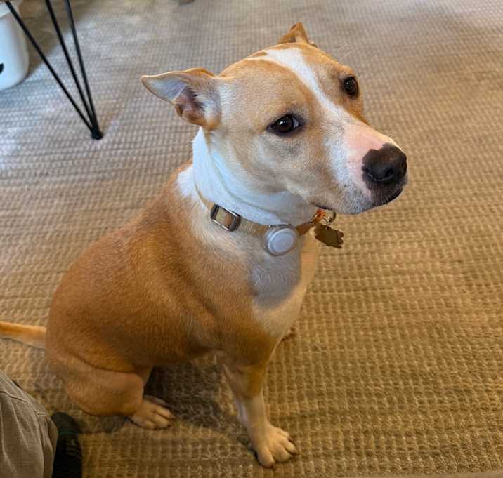 Photo of Piper