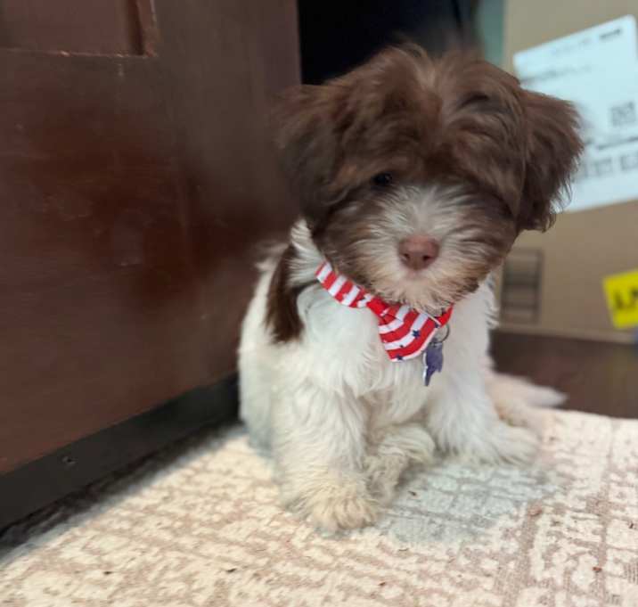 Photo of Rue