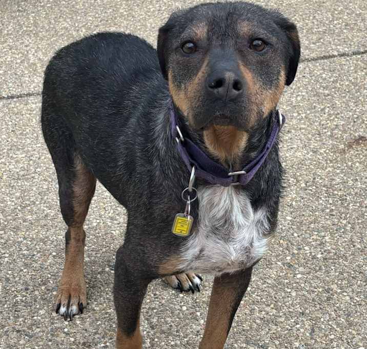 Photo of Jabba the mutt
