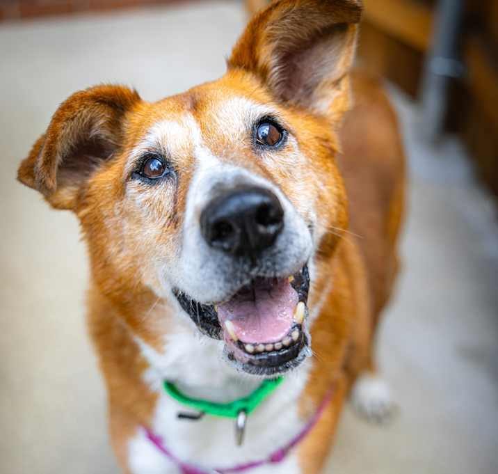 Photo of Nala