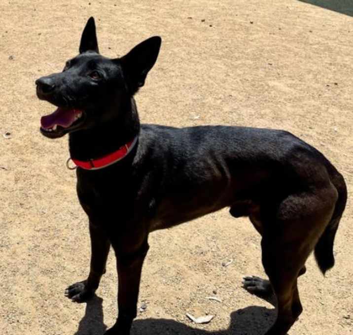 Photo of ONYX