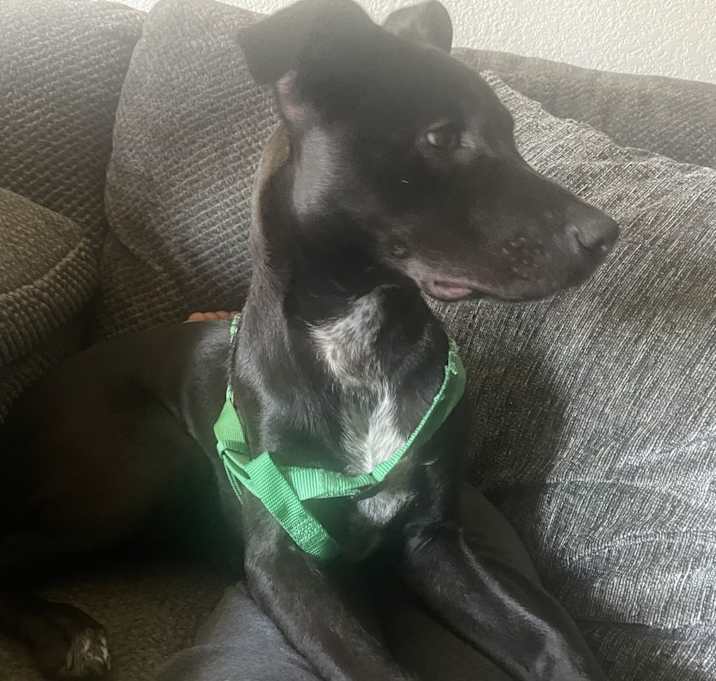 Photo of Bear