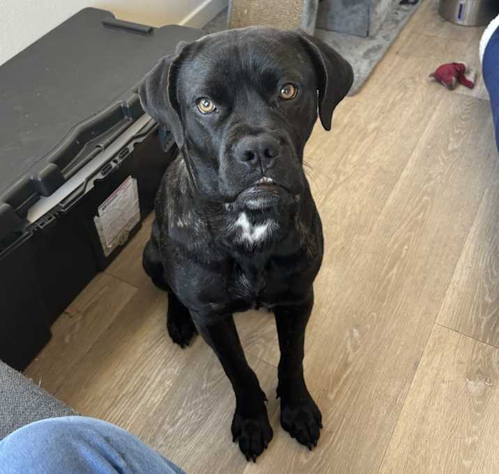 Photo of Olive