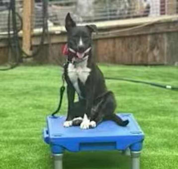 Photo of Daisy-RESCUE SINCE DEC. 2023!!