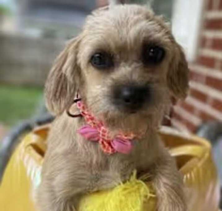 Photo of Cinnamon