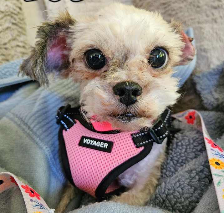 Photo of Zoe