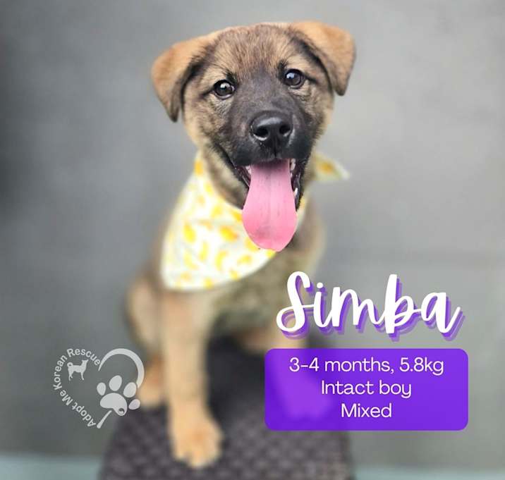 Photo of Simba