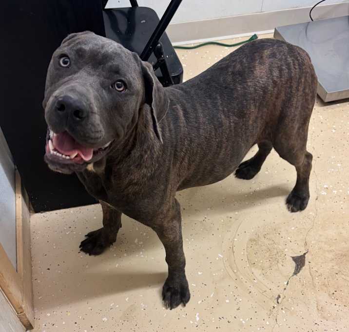Photo of Achilles