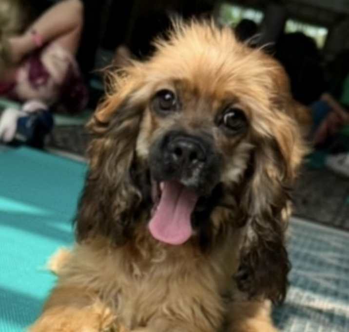 Photo of Calvin cocker spaniel