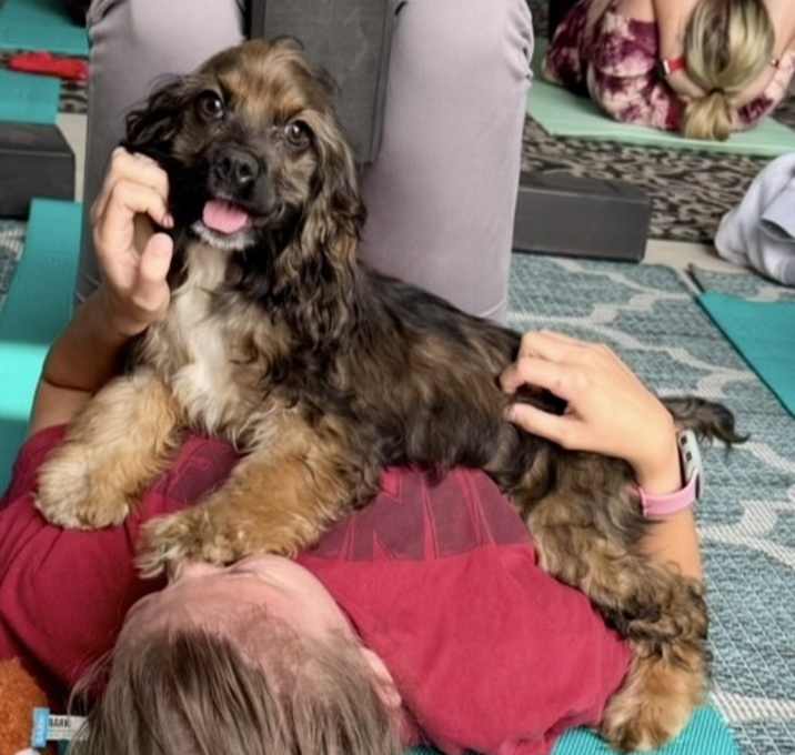 Photo of Curtis Cocker Spaniel