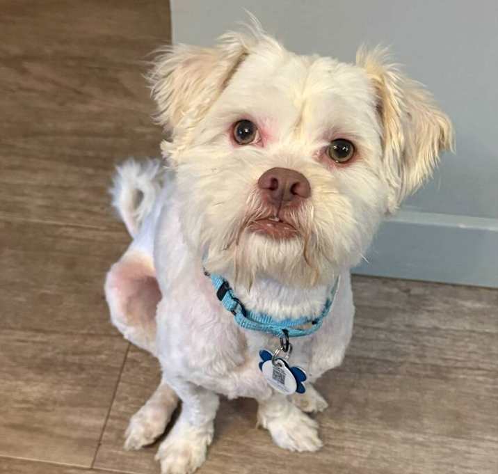 Photo of Falkor