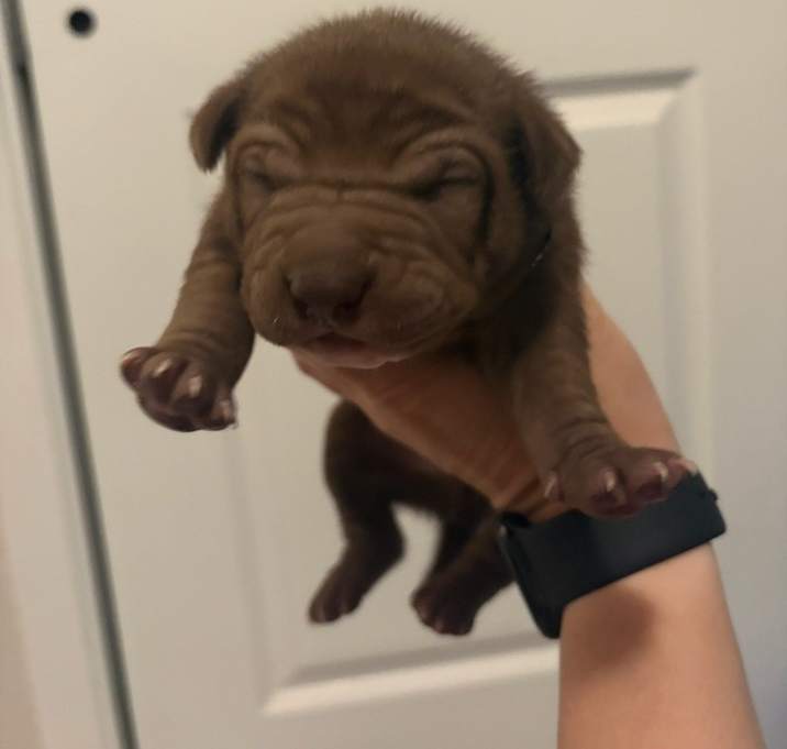 Photo of Wizard of Oz litter - Finley - located in west TX