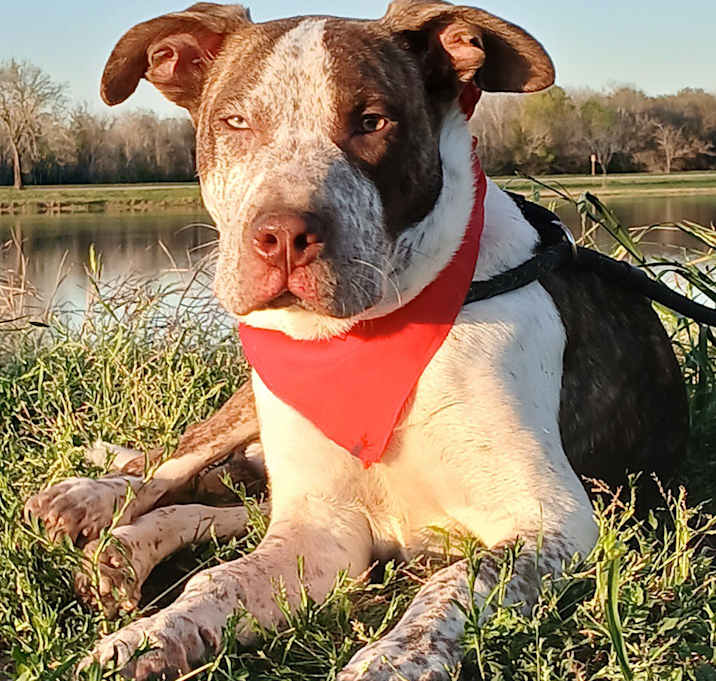 Photo of Ace - great with kids