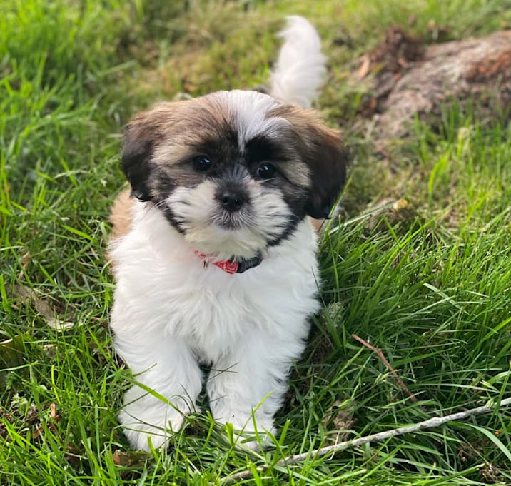 Photo of Viola 