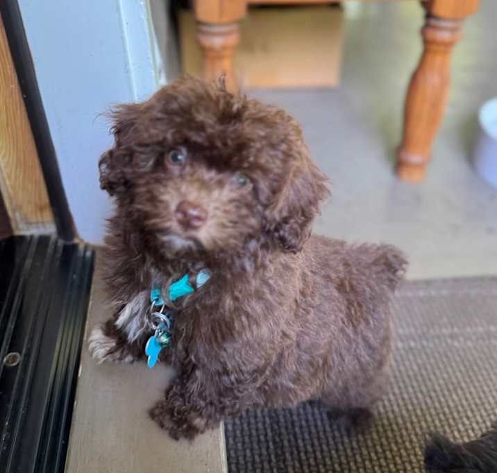 Photo of Blossom 