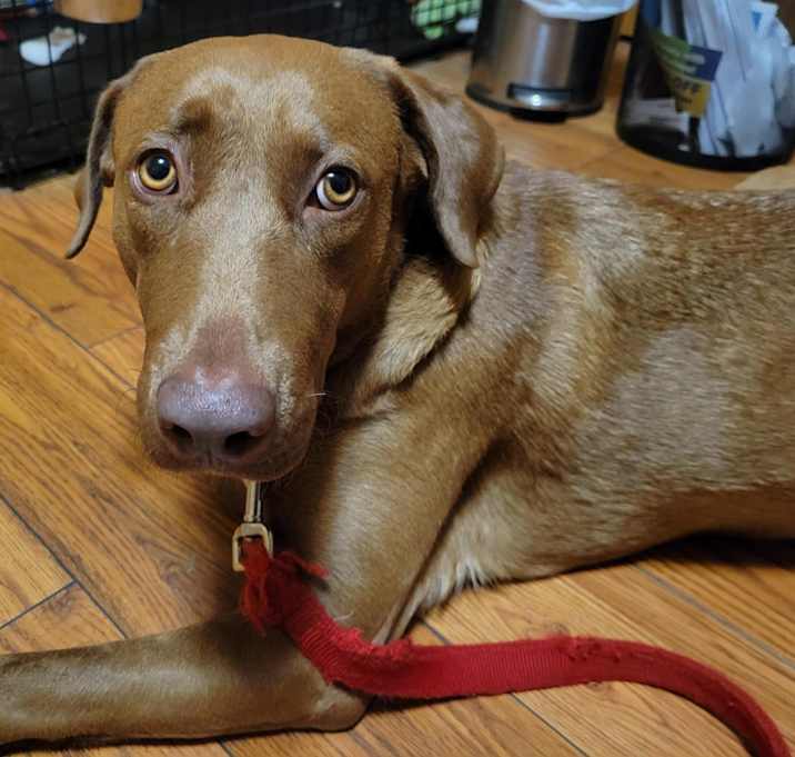 Photo of KONA