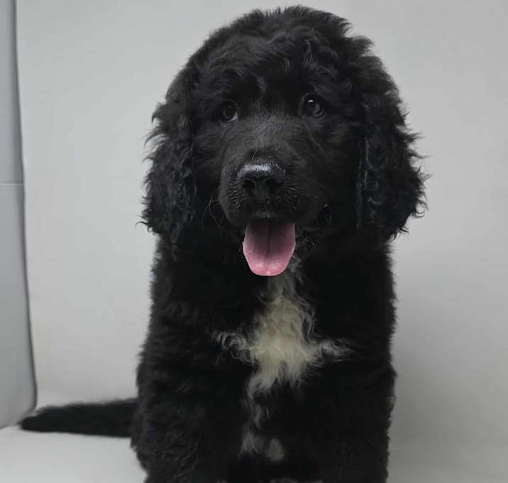 Photo of Asher