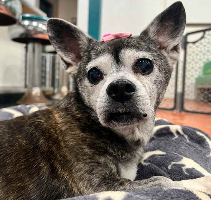 Photo of Lola