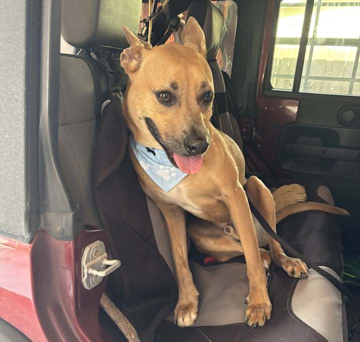 Photo of Benji