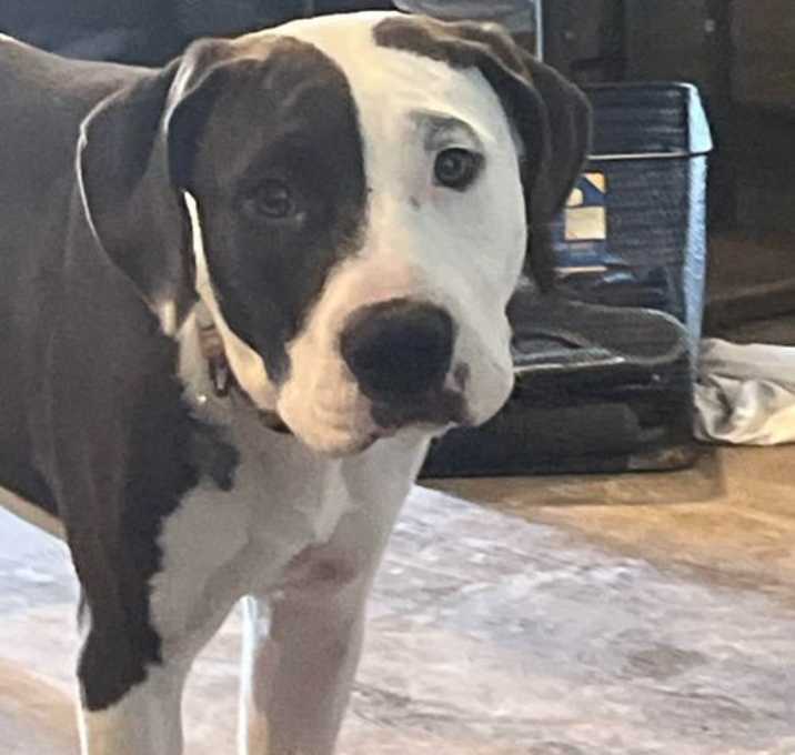 Photo of Cyborg