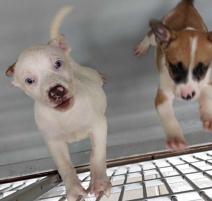 Photo of Asha puppy 1(Violet)