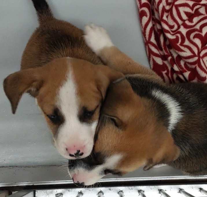 Photo of Asha puppy 4(Periwinkle)