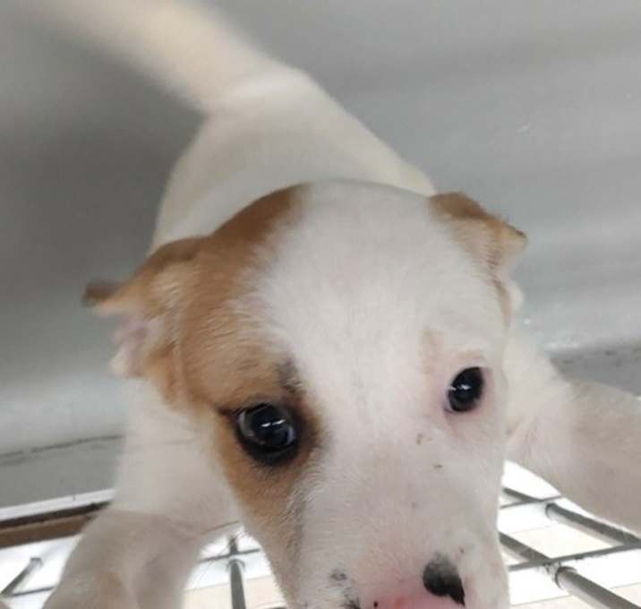 Photo of Asha puppy 6(Vermillion)