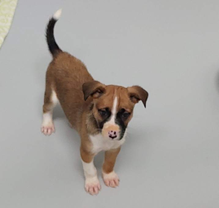 Photo of Asha puppy 7(Chestnut)