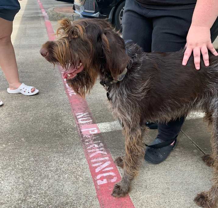 Photo of Stray