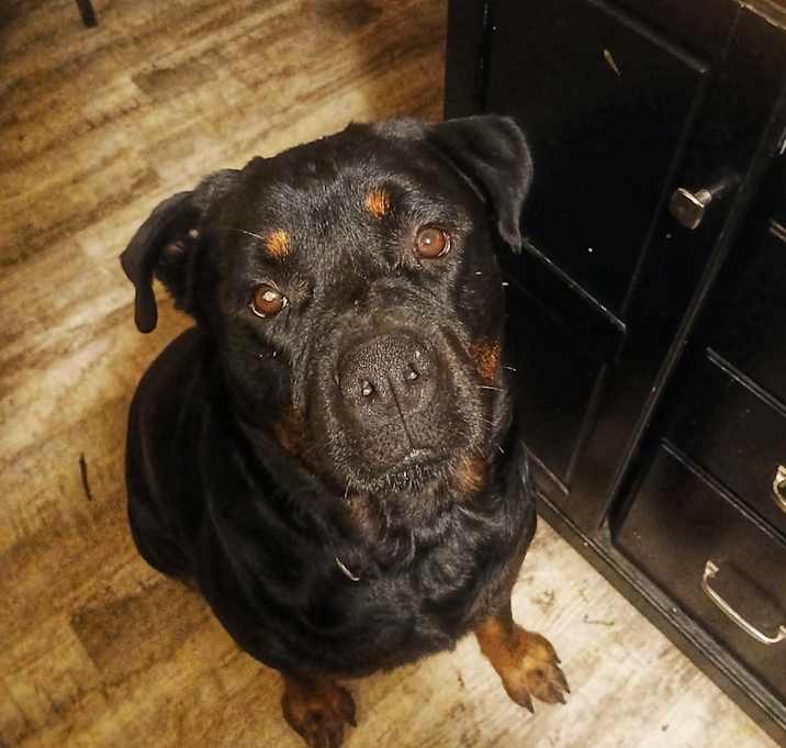 Photo of Otto