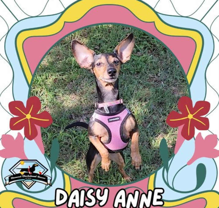 Photo of Daisy Anne