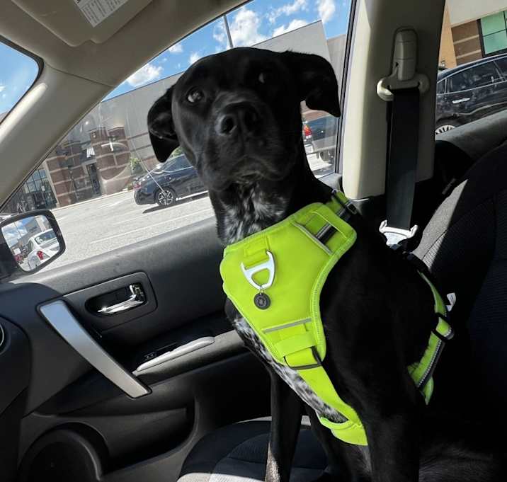 Photo of Piper