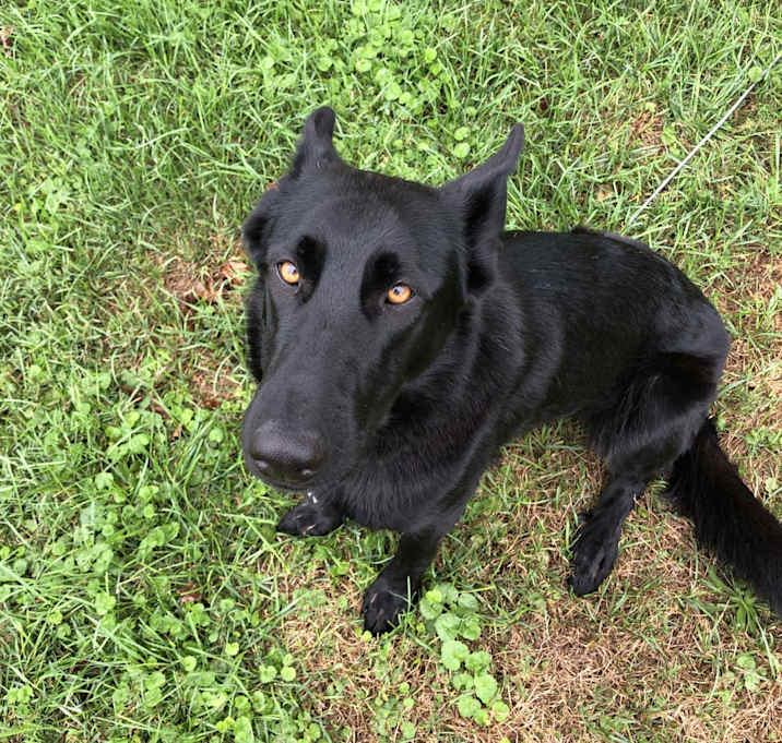 Photo of Bella