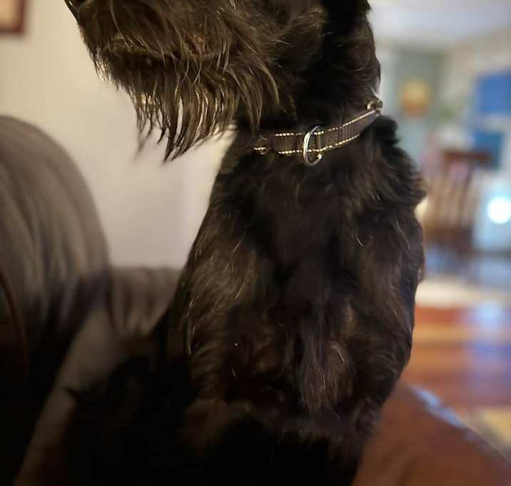Photo of Bobo Henson